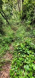 Plants: image 58 Of 208 Thumb